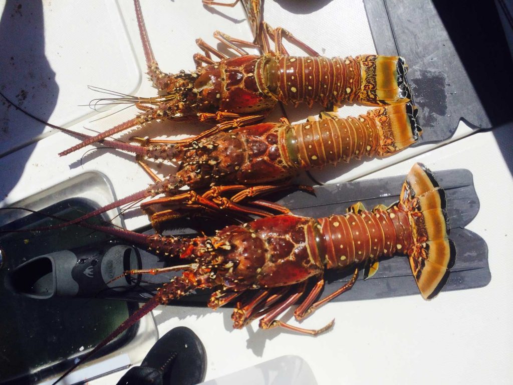 Key West Lobster Trip | Key West Fishing Charters | Far Out Fishing