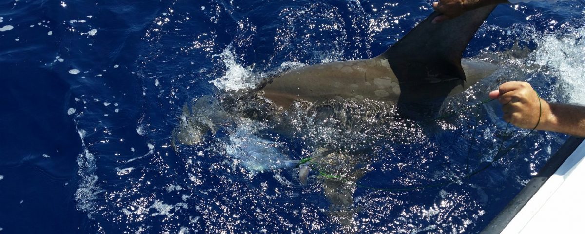 Shark Fishing in Key West Florida