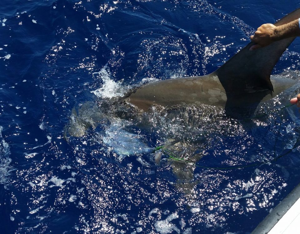 Shark Fishing in Key West Florida