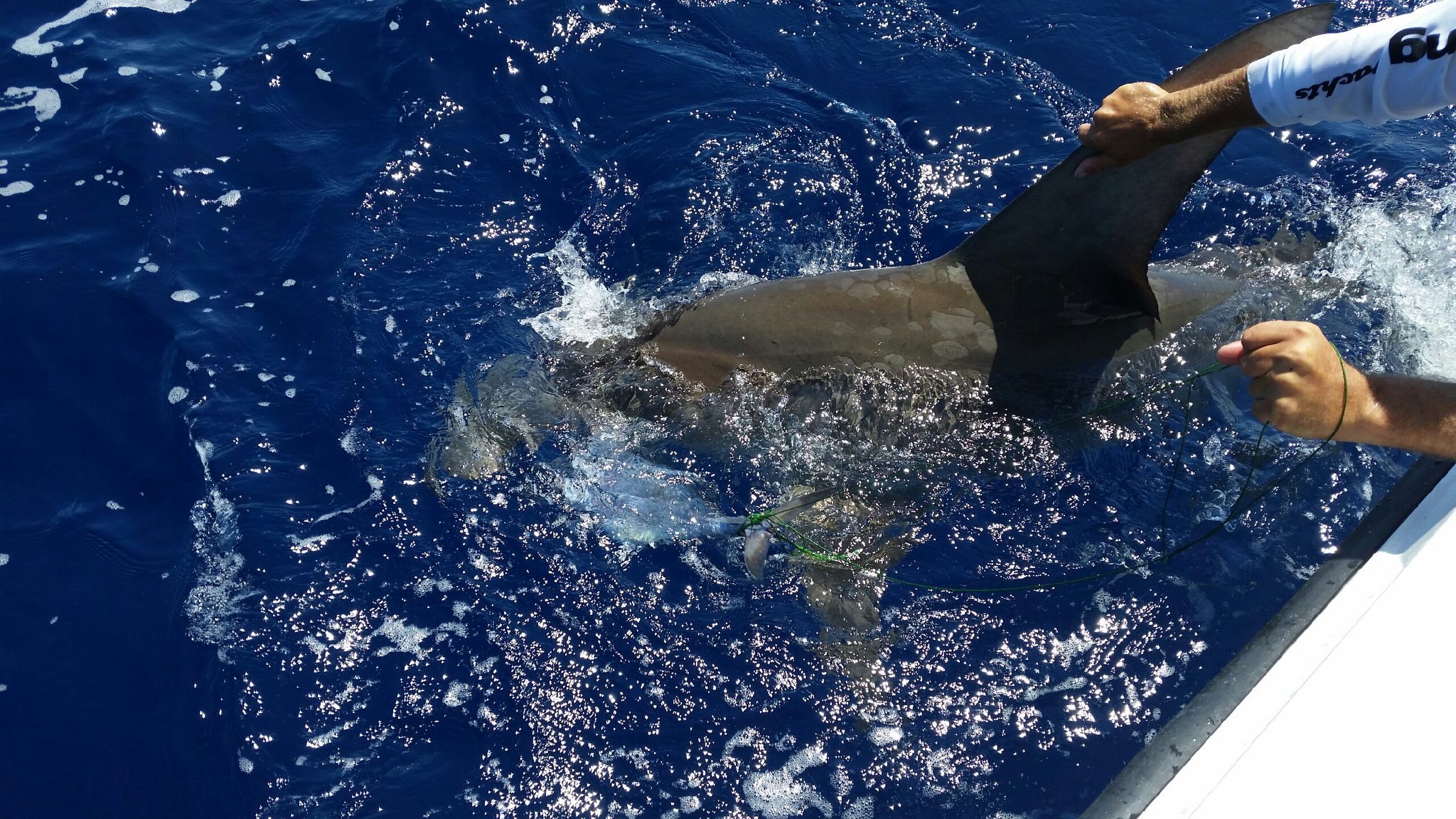 Shark Fishing in Key West Florida