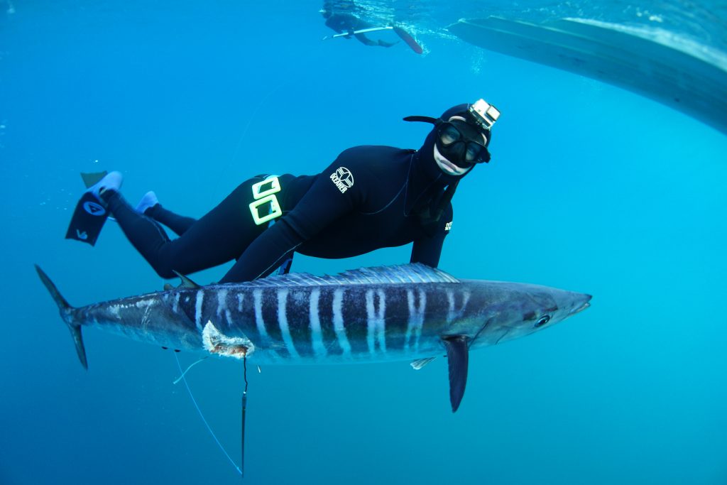 Customer Underwater with Speared Wahoo