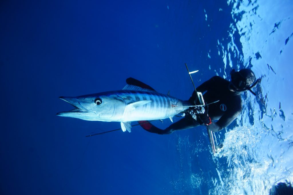 Spearing Wahoo Key West Florida