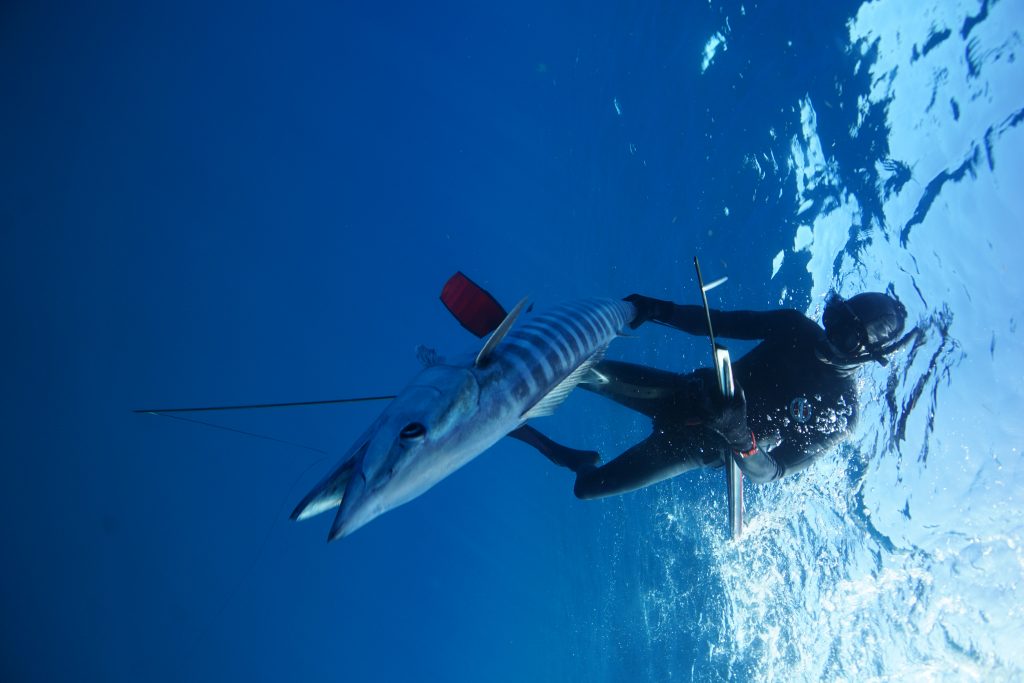 Underwater Spearfishing Wahoo Key West