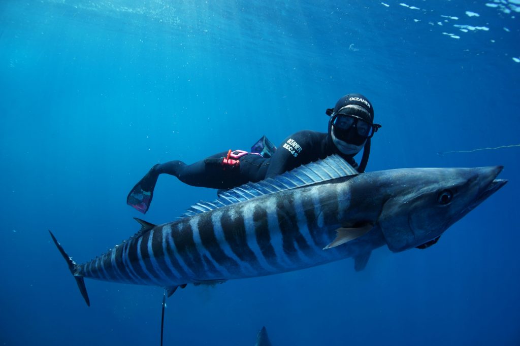 Nice Wahoo Underwater