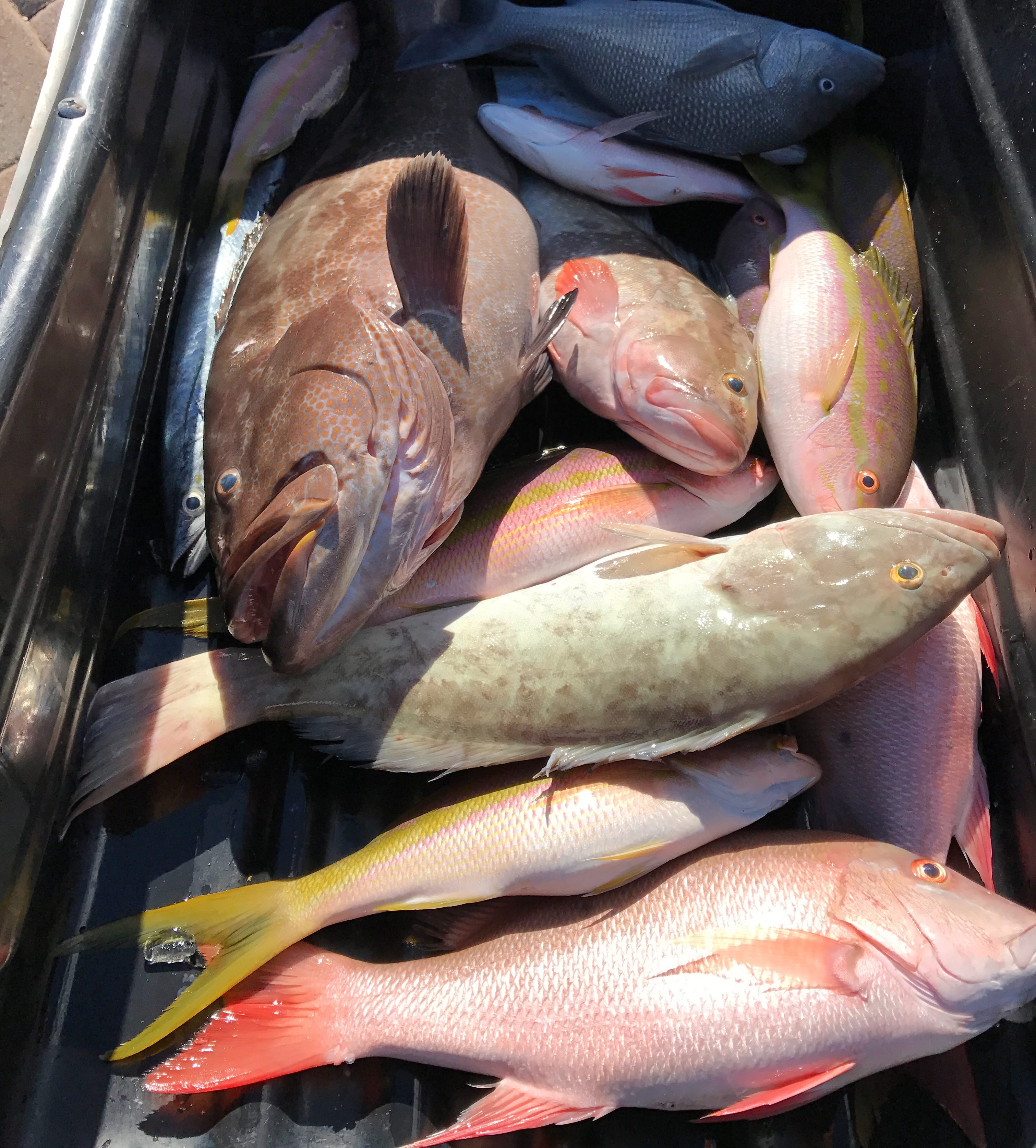 Fish Caught Key West Florida