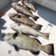 key west grouper fishing captain