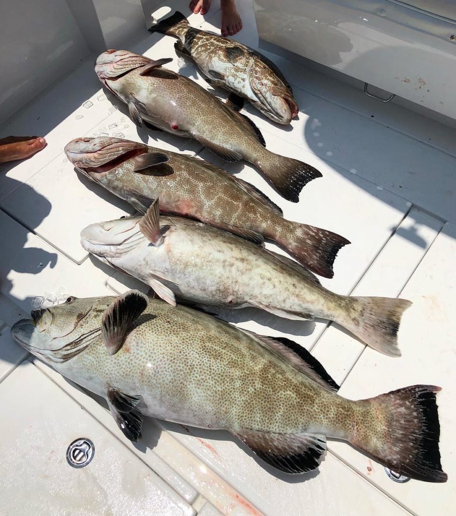 Grouper Caught Fishing In Key West, Florida