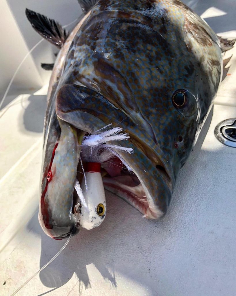 Grouper Fishing Key West