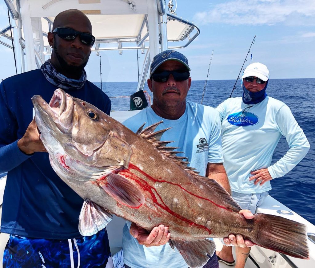 Snowy Grouper