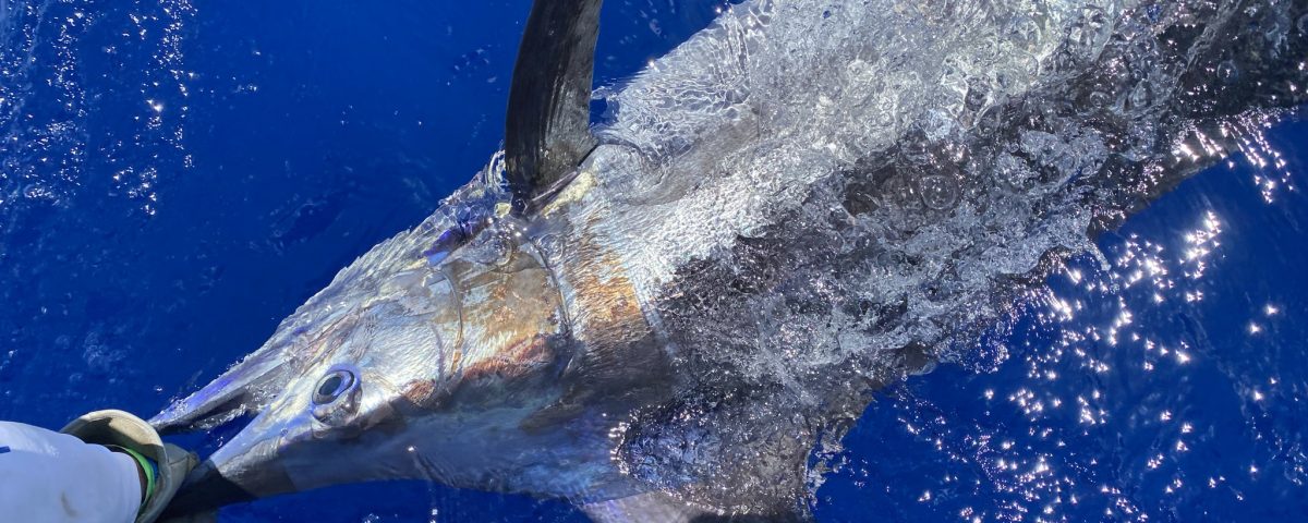 Wahoo Fishing Charters Key West