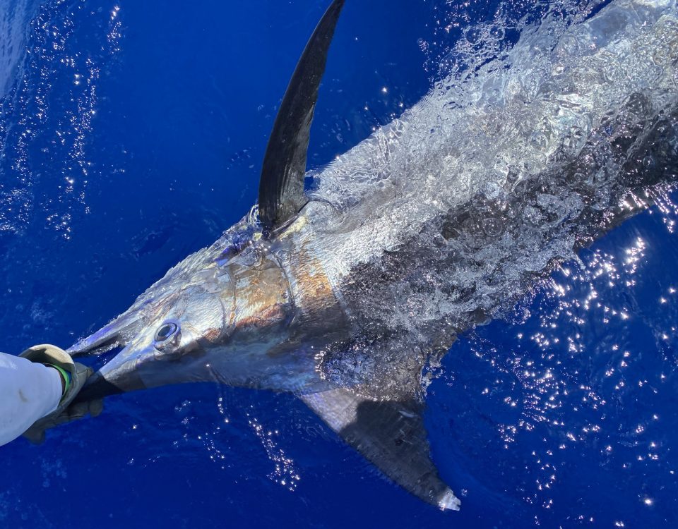 Wahoo Fishing Charters Key West