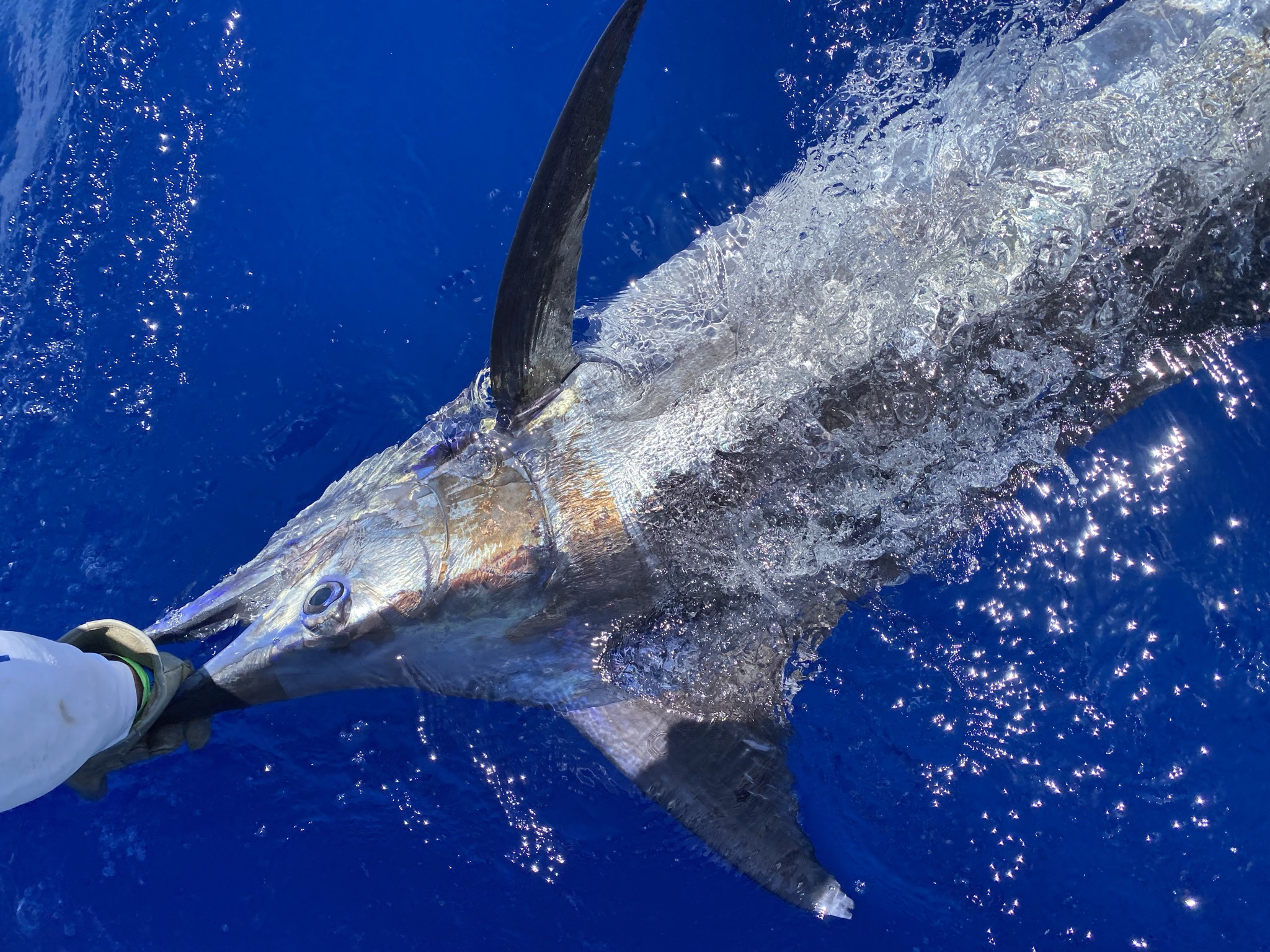 Wahoo Fishing Charters Key West