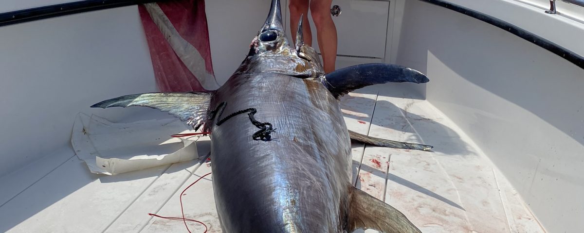 Sword Fishing In Key West