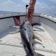 Sword Fishing In Key West