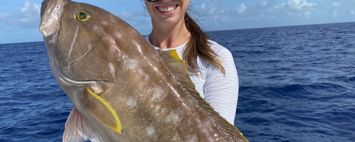 Yellow Edge Grouper