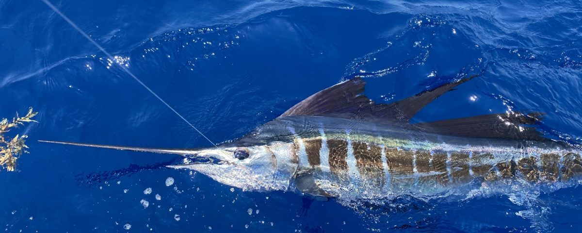 Sailfish Charter Fishing Key West