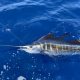 Sailfish Charter Fishing Key West