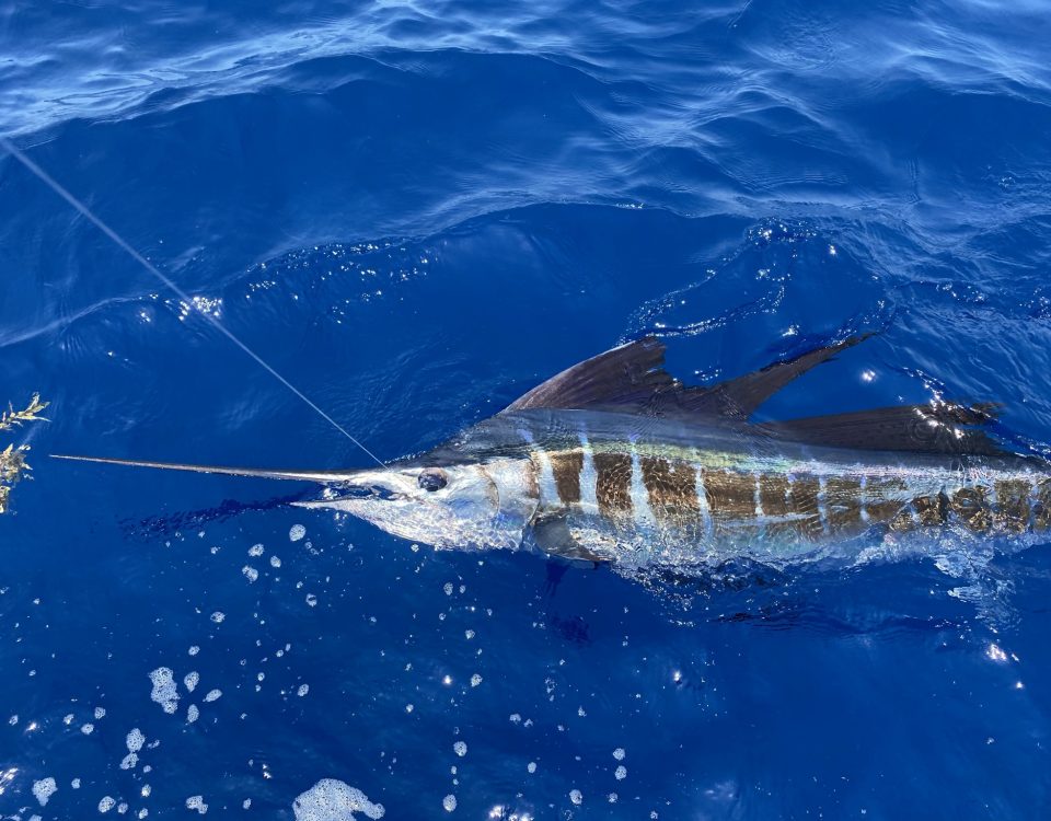 Sailfish Charter Fishing Key West