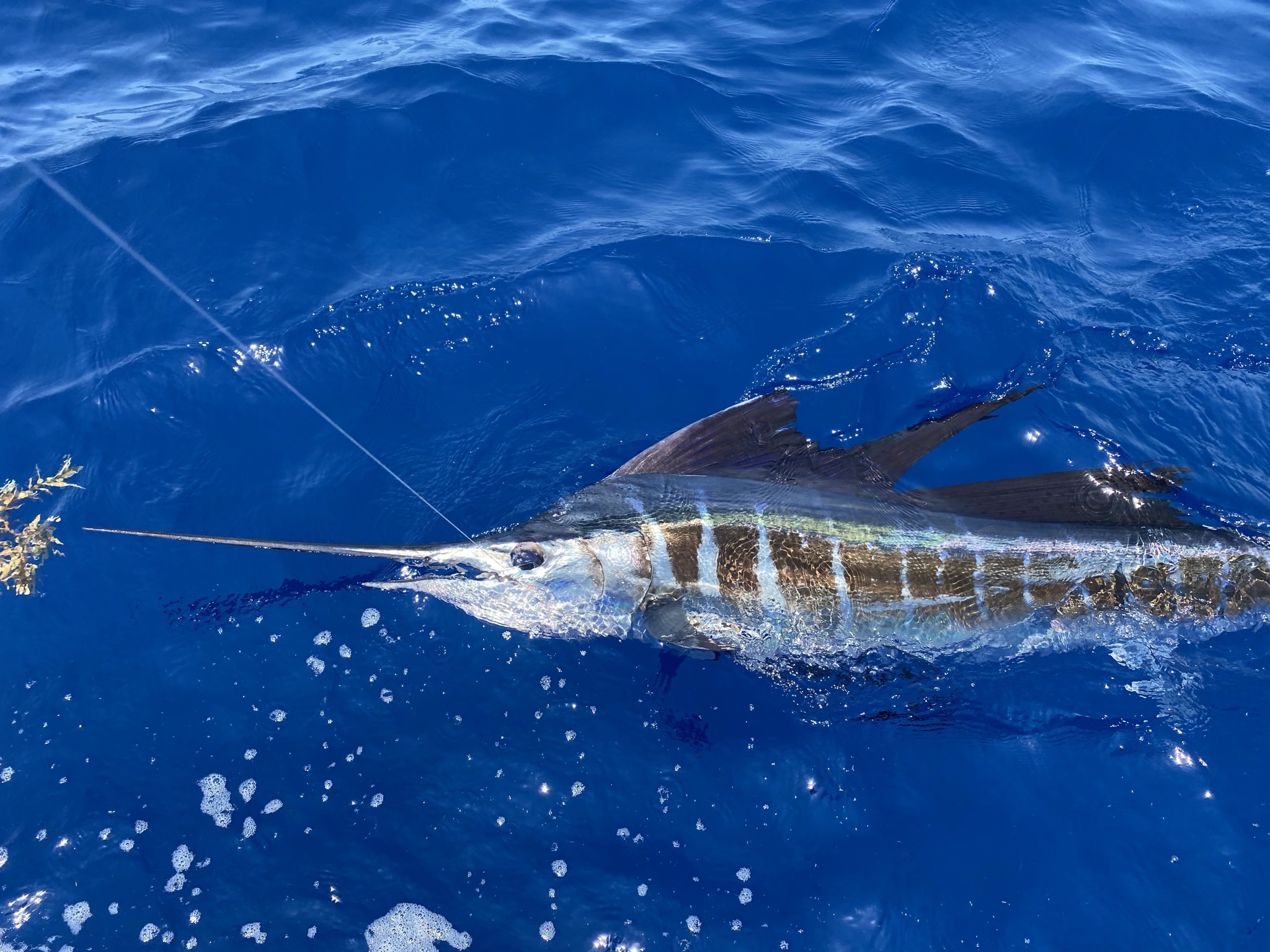 Sailfish Charter Fishing Key West