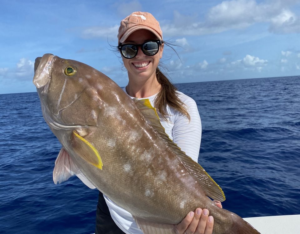 Yellow Edge Grouper