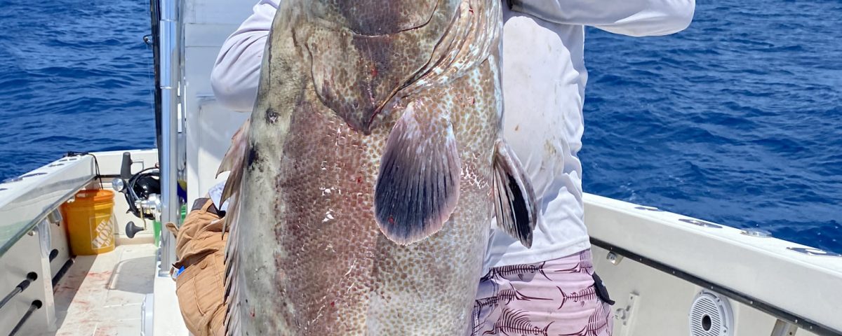 Black Grouper Fishing Key West